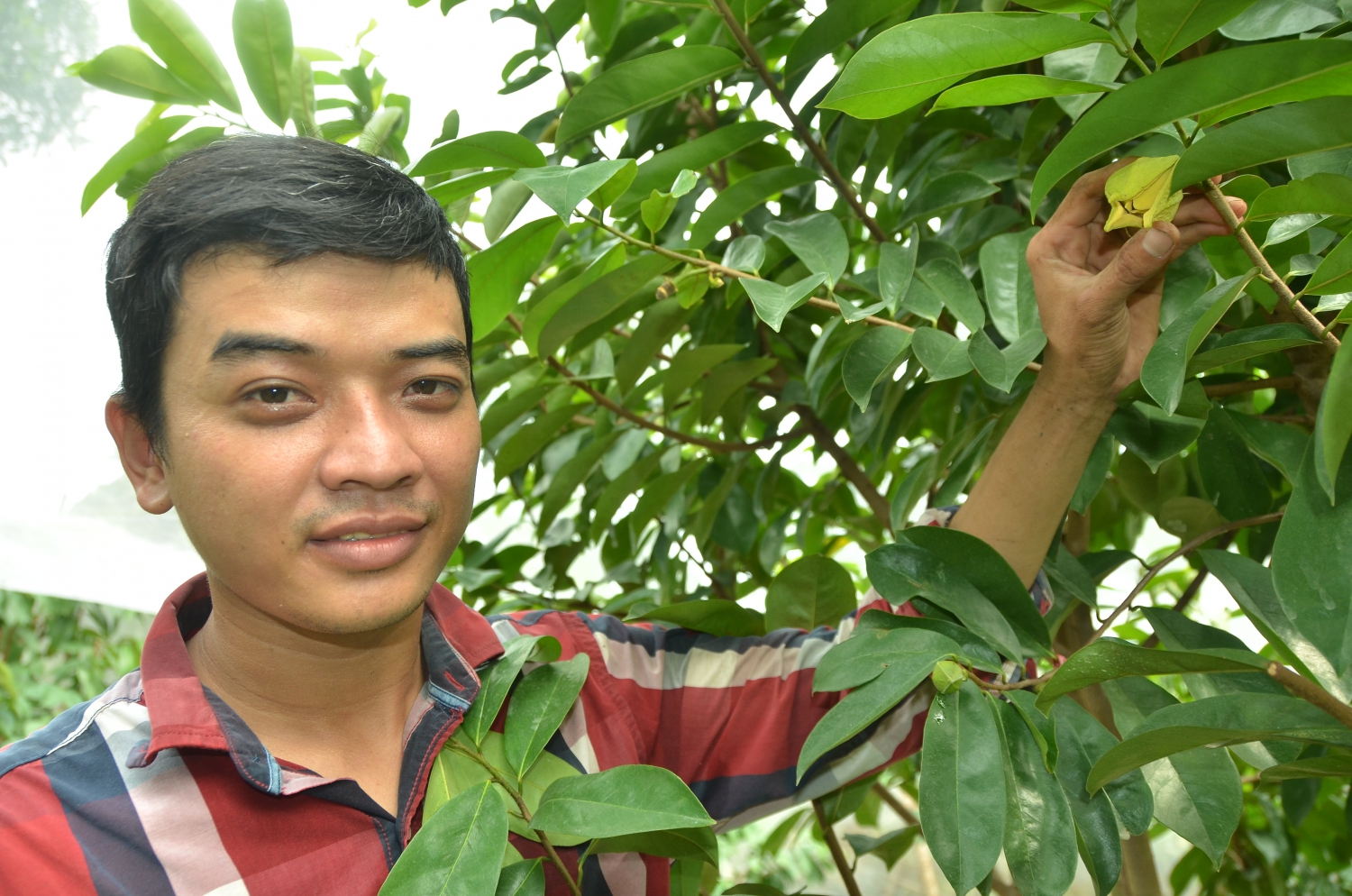 Trần Thanh Tùng (ấp Lộc Tân, xã Lộc Ninh, huyện Dương Minh Châu), tác giả giải pháp,“Mô hình trồng mãng cầu xiêm hoa vàng theo tiêu chuẩn GlobalGAP”tham gia hội thi